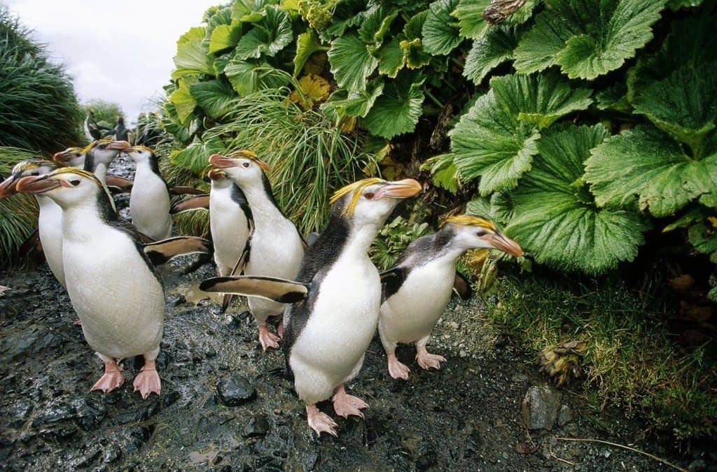 Royal Penguin (Eudyptes schlegeli) group walking to colony past Macquarie Island Cabbage (Stilbcarpa polaris) both endemic to Macquarie Island, Australia