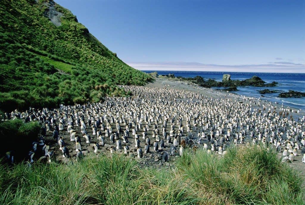 King Penguin (Aptenodytes patagonicus) colony on Macquarie Island, sub-Antarctica Australia