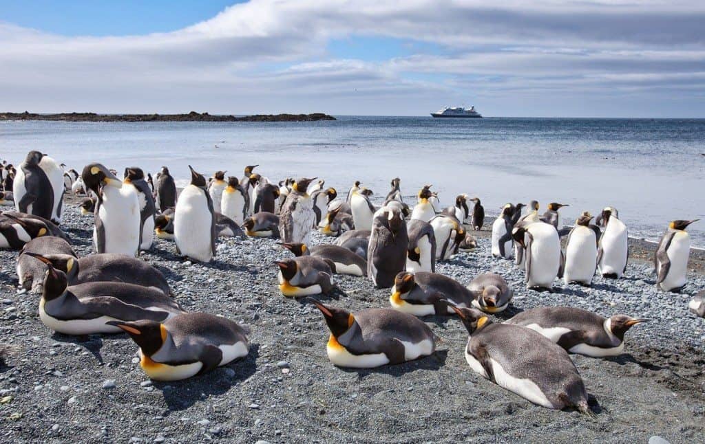 04 Dec 2009, Macquarie Island, Tasmania, Australia --- King penguin colony on Macquarie Island in Australia --- Image by © Nick Rains/Corbis