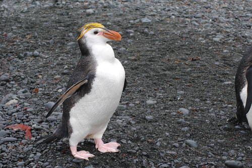Macquarie Island