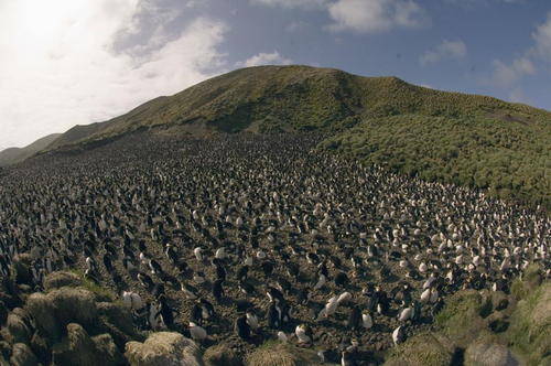 Royal Penguin colony, Sandy Bay, Macquarie Island, Australian Subantarctic Islands Colonie de Gorfous de Schlegel,Sandy Bay, Ile de Macquarie, Iles subantarctiques d?Australie Haubenpinguin Kolonie, Sandy Bay, Macquarie Insel, Subantarktische Inseln von Australien Eudyptes schlegeli Spheniscidae Fam