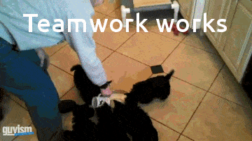 A person is playing with a group of dogs in an adorable GIF.