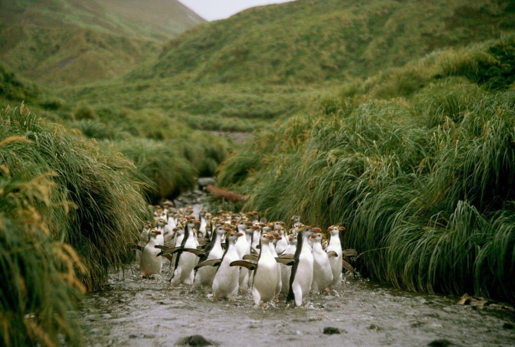 Macquarie Island, Tasmania, Australia --- Royal Penguins Walking Up a Creek --- Image by © Wolfgang Kaehler/CORBIS