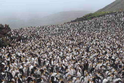 Macquarie Island
