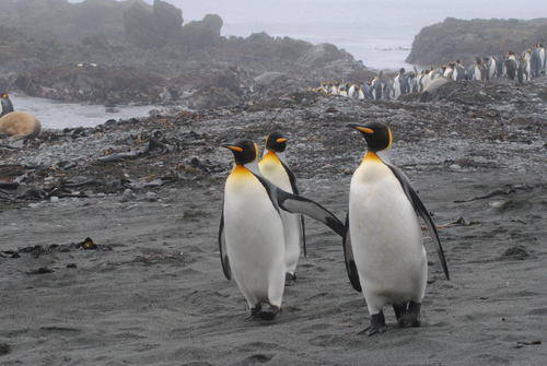 Macquarie Island