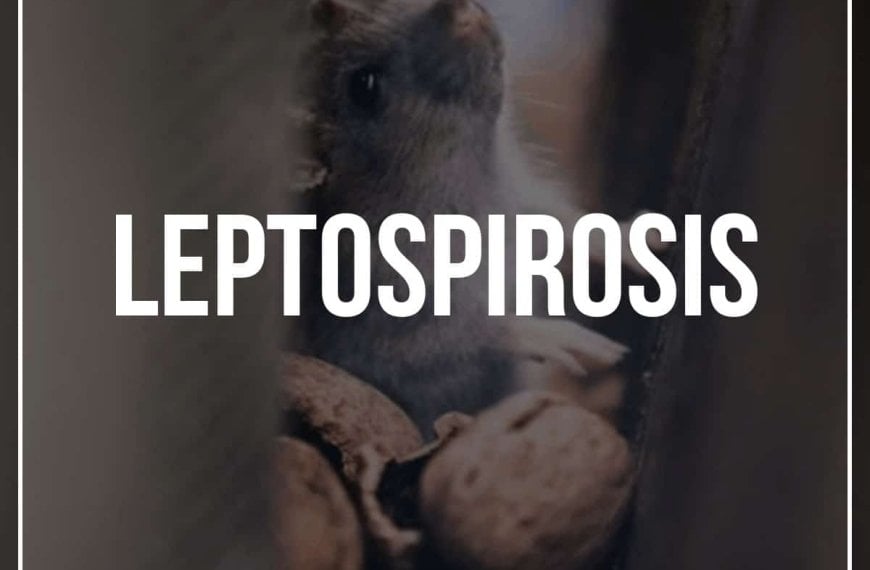 What is Leptospirosis: signs, symptoms, and preventions.