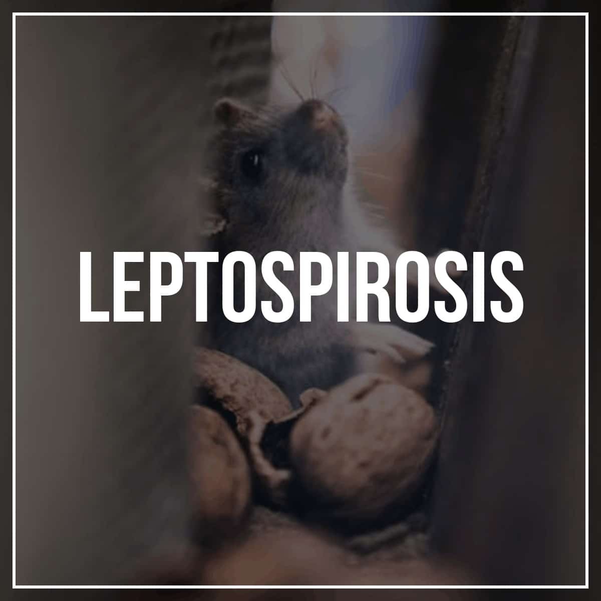 What is Leptospirosis: signs, symptoms, and preventions.