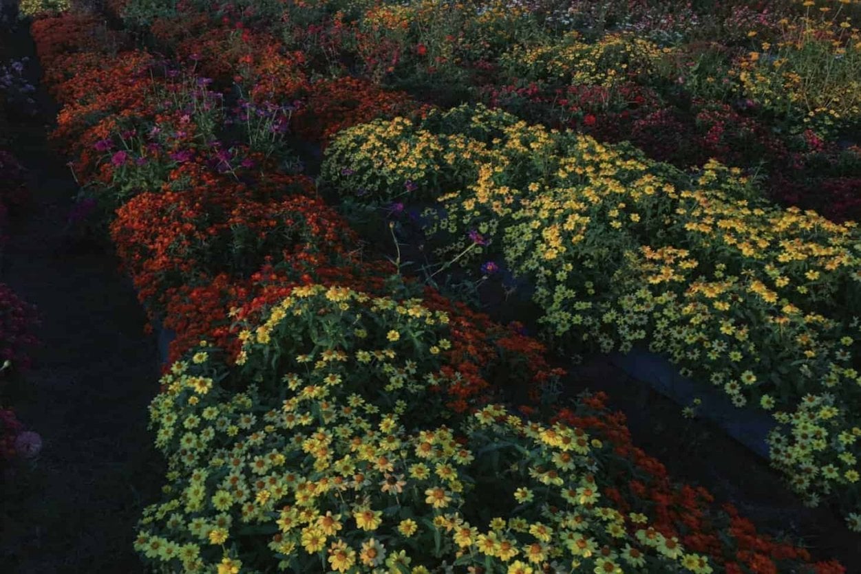 A field of vibrant red and yellow flowers in full bloom under soft lighting, creating a colorful landscape.