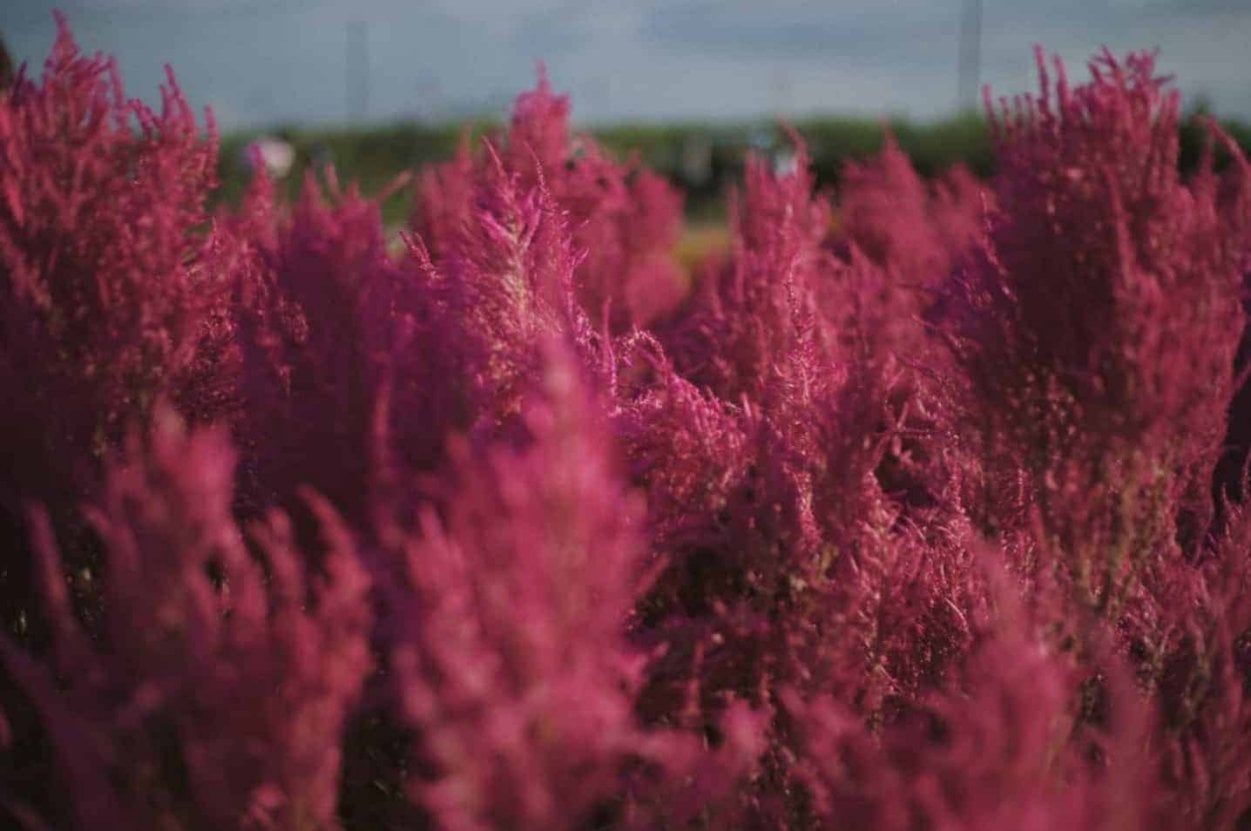 Close-up of vibrant pink blossoms against a blurred green and blue background.