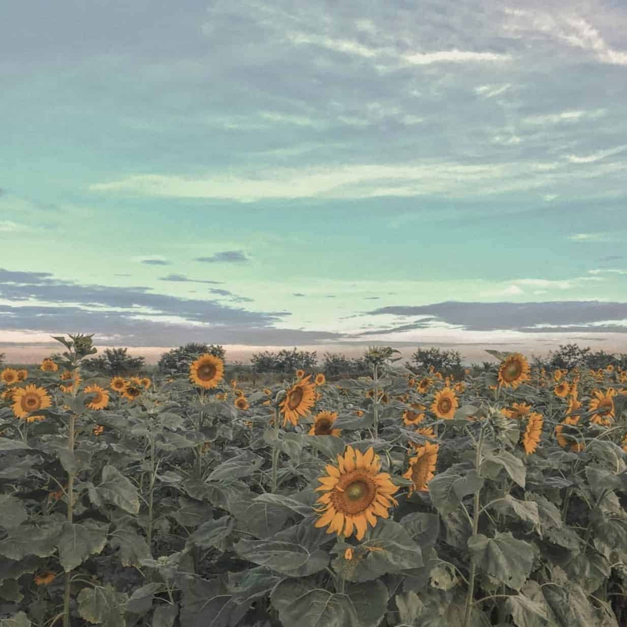 A field of sunflowers under a cloudy blue sky, with vibrant yellow blooms in the foreground.