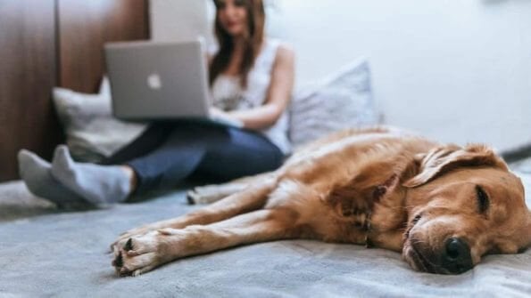 Pet Marketplaces on viber