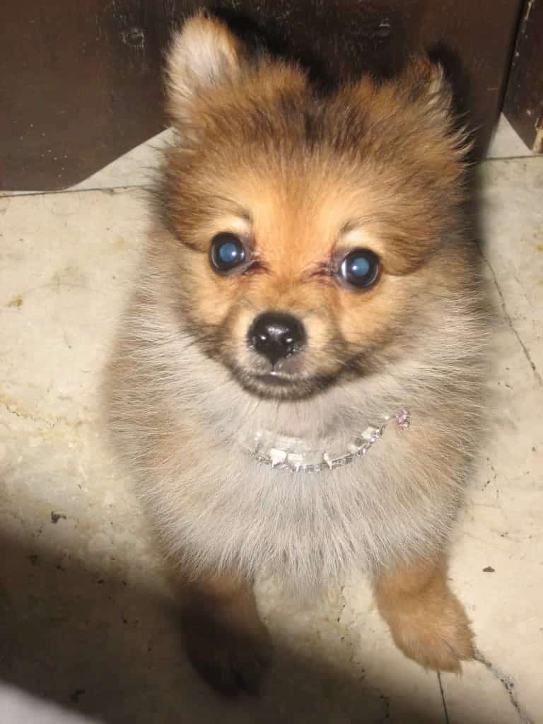Bella Collar