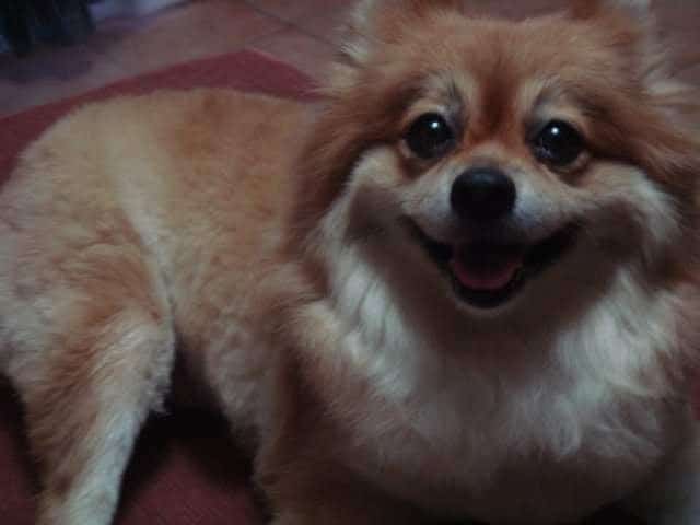 Pom 2