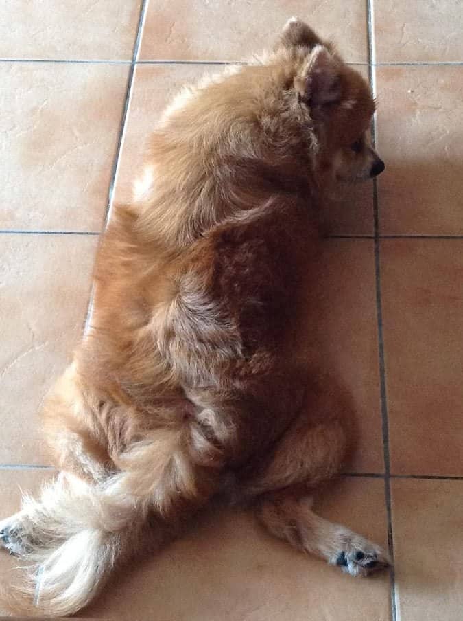 Pom