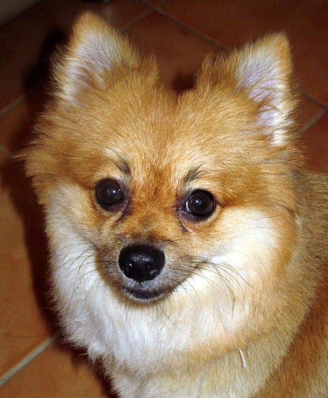 Pom1
