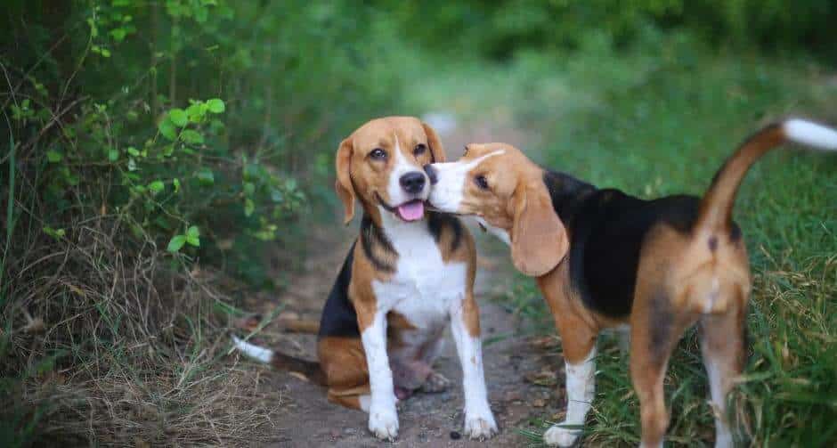 Beagles