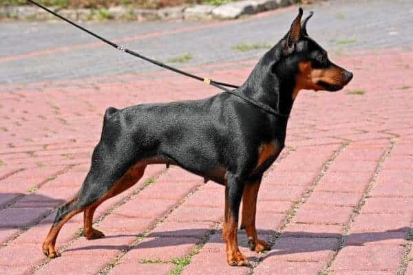 Mini Pinscher