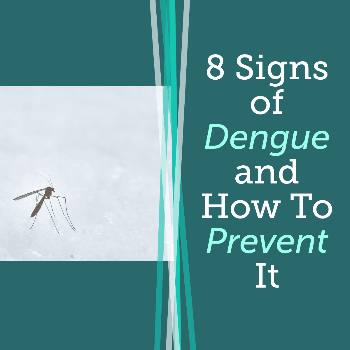Steps to prevent and identify 8 signs of dengue.
