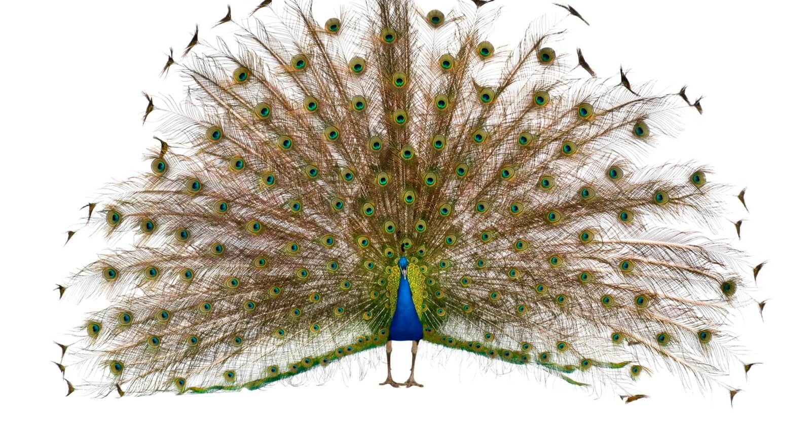 A peacock with vibrant fully fanned tail feathers displaying iridescent blues and greens against a white background captures attention as effortlessly as the top picks on Pinoy movie streaming sites