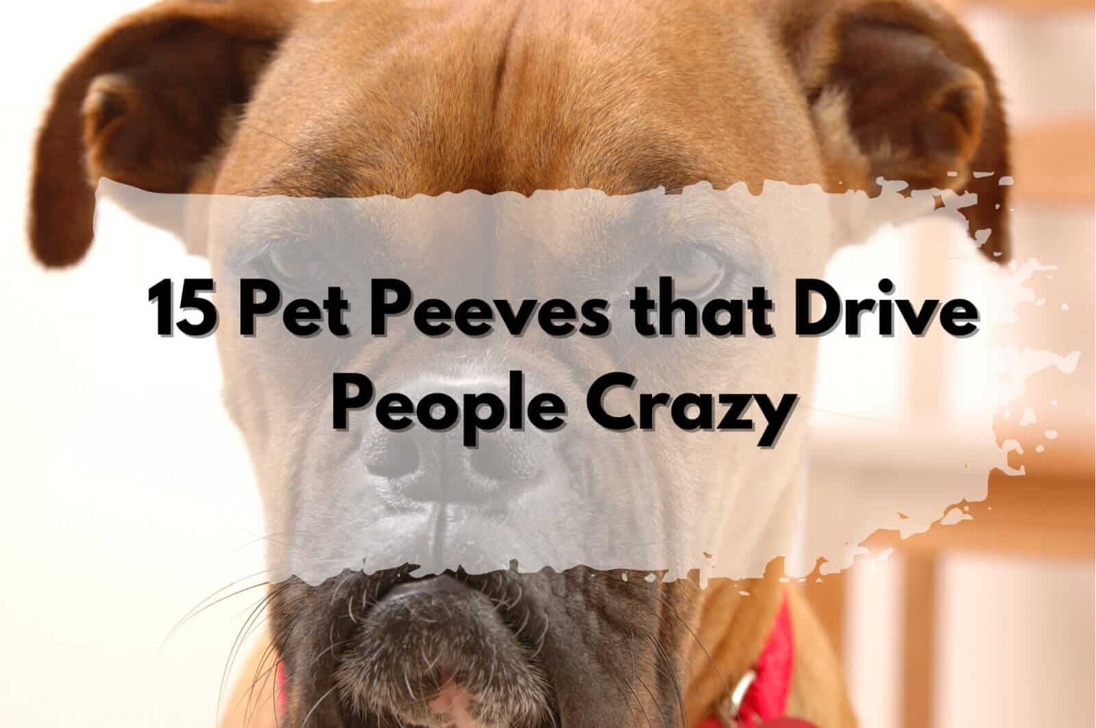 List of 15 pet peeves that annoy individuals.