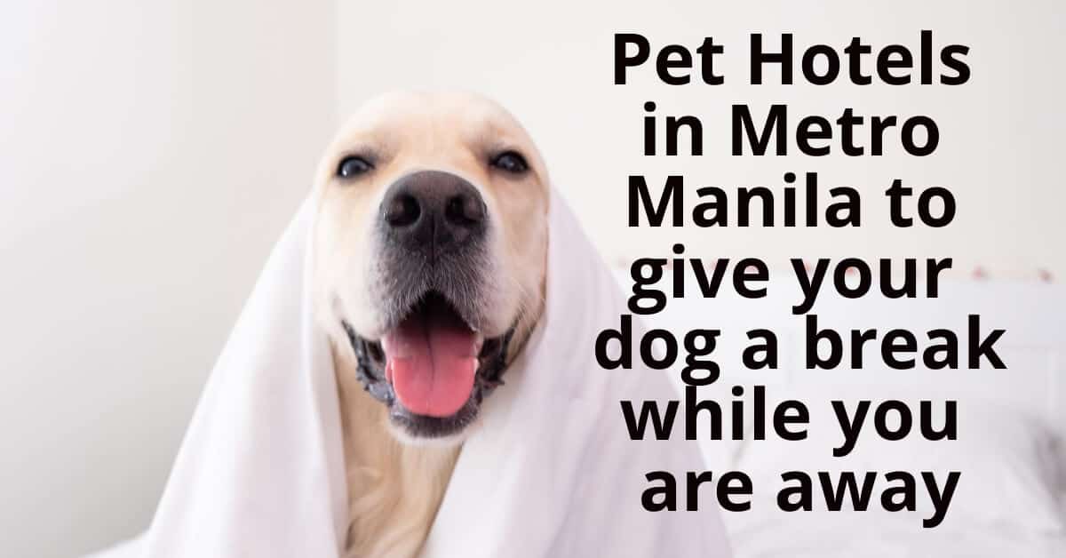 34 Pet Hotels in Metro Manila to give your dog a break while you are away