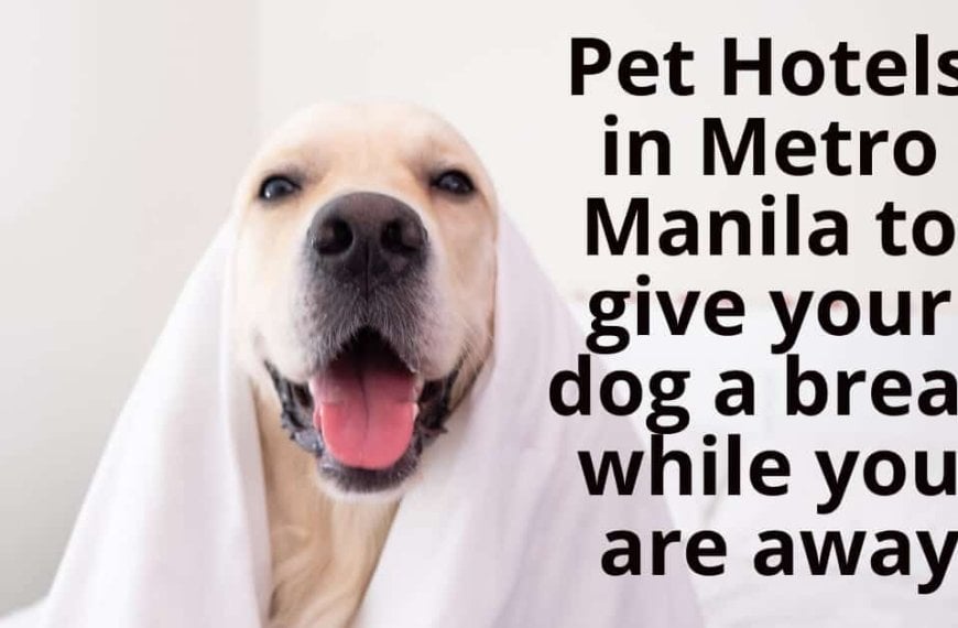 34 Pet Hotels in Metro Manila to give your dog a break while you are away