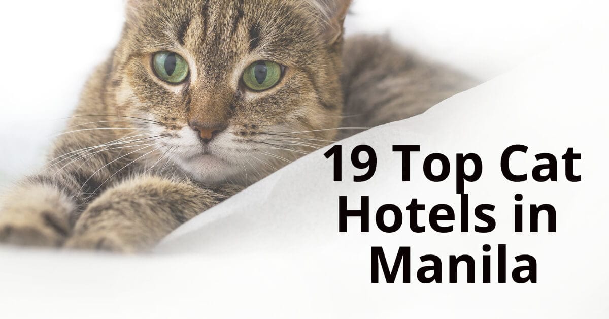 cat hotels manila