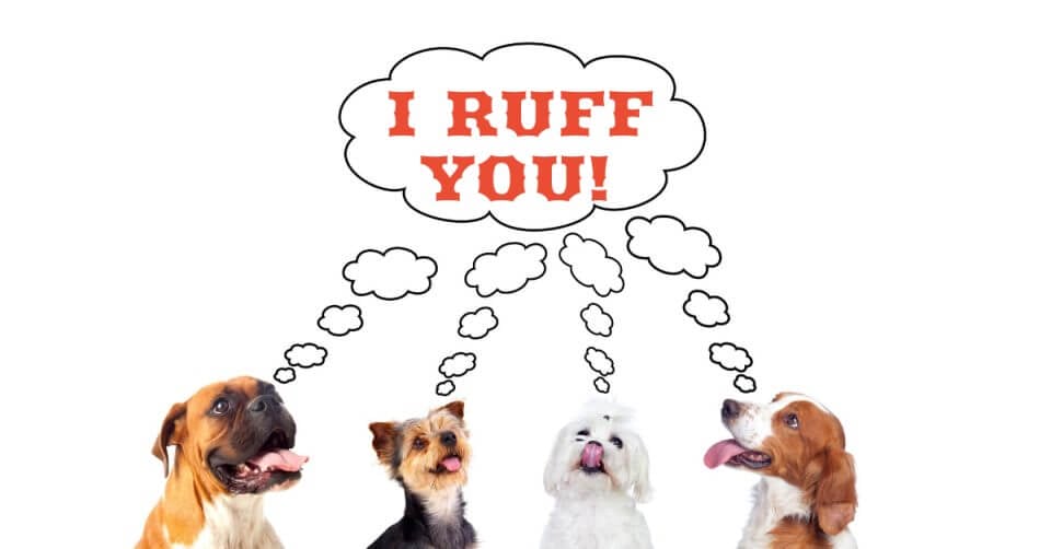 dog breeds