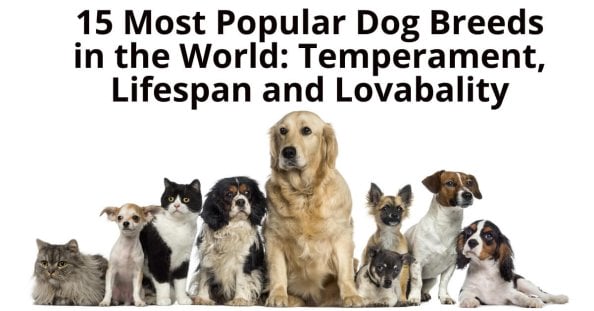best dog breeds