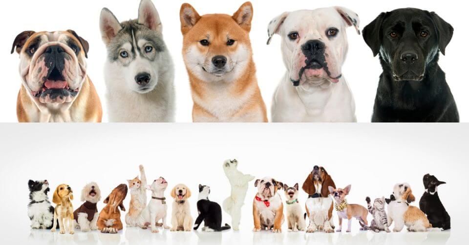 kid friendly dogs