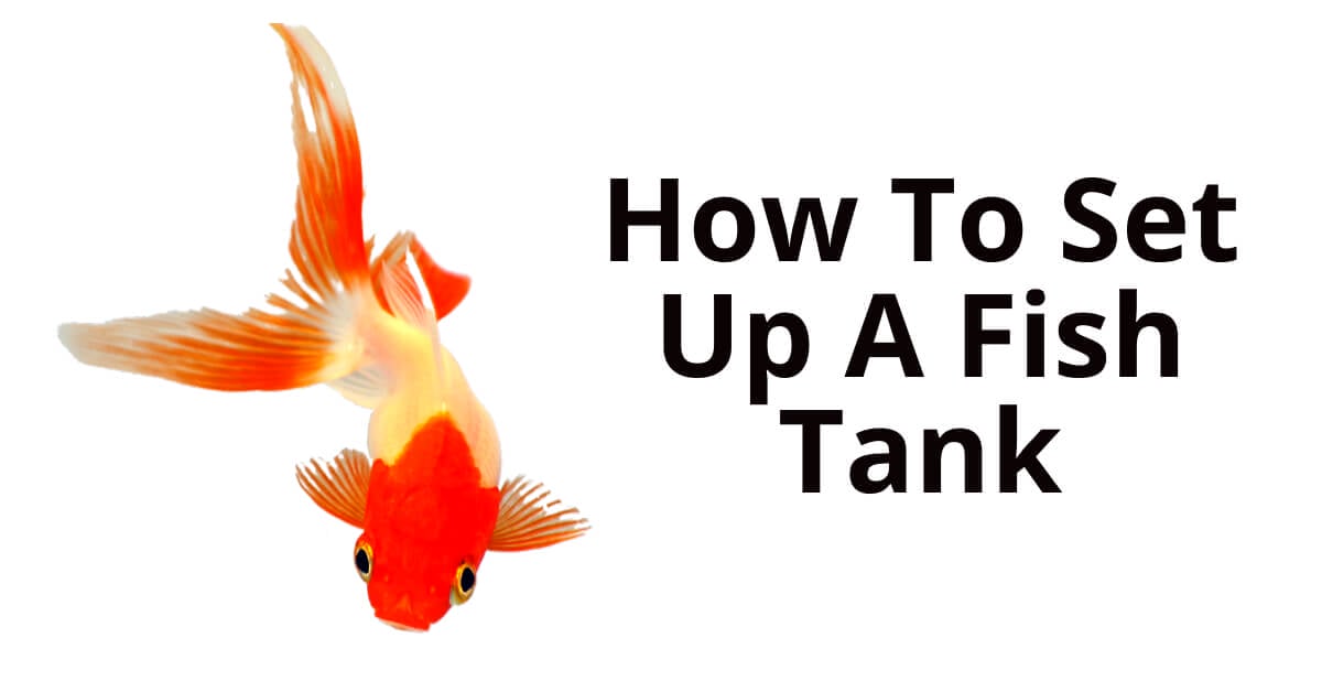 Setting Up a Home Fish Tank: A Guide to Creating Your Underwater Haven