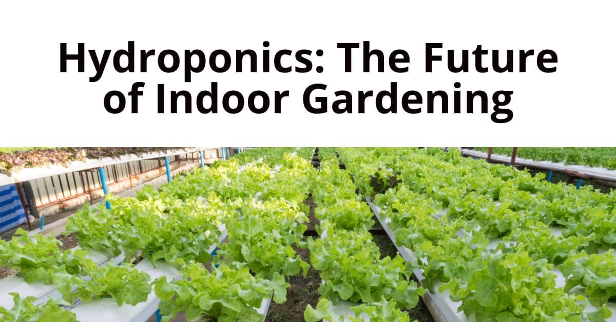 hydroponics philippines