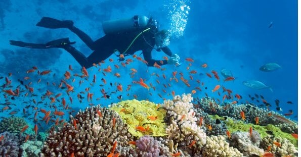 A scuba diver exploring the Red Sea.