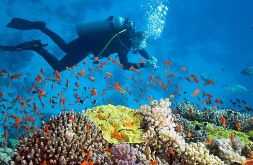 A scuba diver exploring the Red Sea.