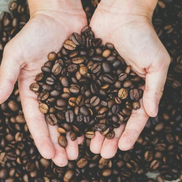 A pair of hands holding roasted coffee beans over a wooden surface covered with more Manila coffee beans, emphasizing abundance and nature's gift.