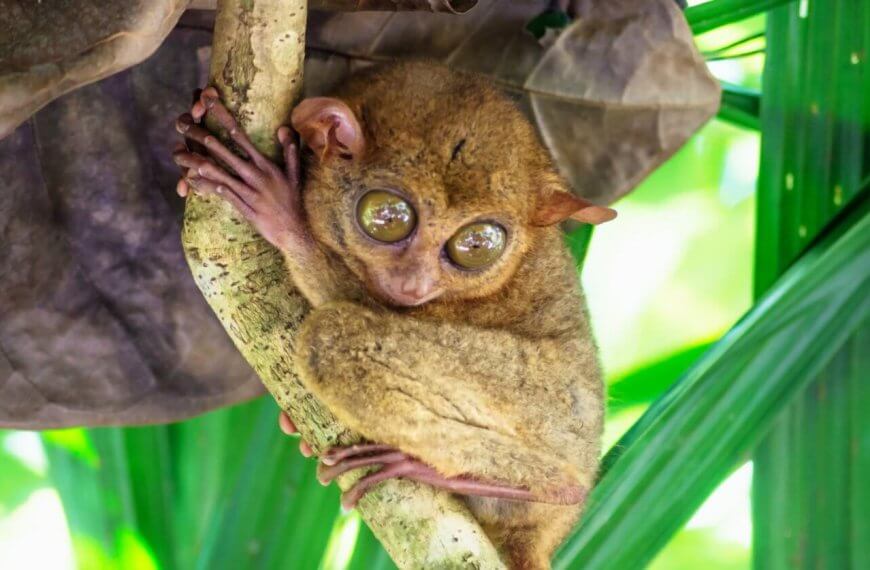 A tarsier clings to a tree branch with large, round eyes staring directly at the camera. Its tiny body is covered in brown fur, and it grips the branch with both its hands and feet. The background consists of lush green leaves and natural forest scenery, reminiscent of Bohol's serene environment and must-try restaurants nearby.