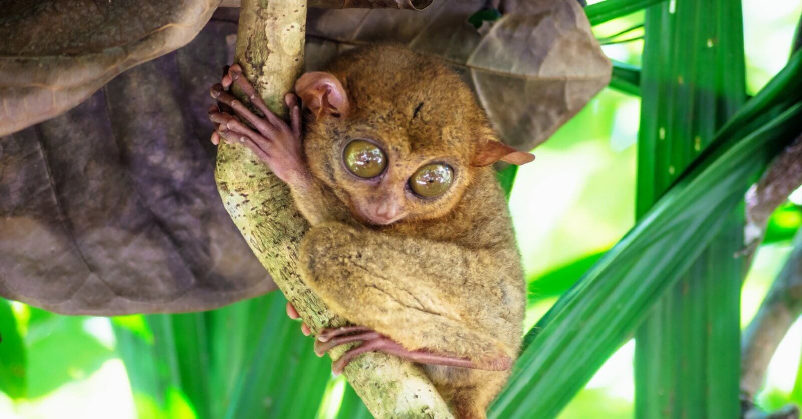 A tarsier clings to a tree branch with large, round eyes staring directly at the camera. Its tiny body is covered in brown fur, and it grips the branch with both its hands and feet. The background consists of lush green leaves and natural forest scenery, reminiscent of Bohol's serene environment and must-try restaurants nearby.