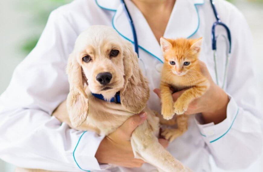 A veterinarian dressed in a white coat and stethoscope holds a small light brown puppy on the left and an orange kitten on the right. Both animals look calm, gently cradled in the vet's arms, at one of Metro Manila's top veterinary clinics. The background is soft-focused, suggesting an indoor medical setting.