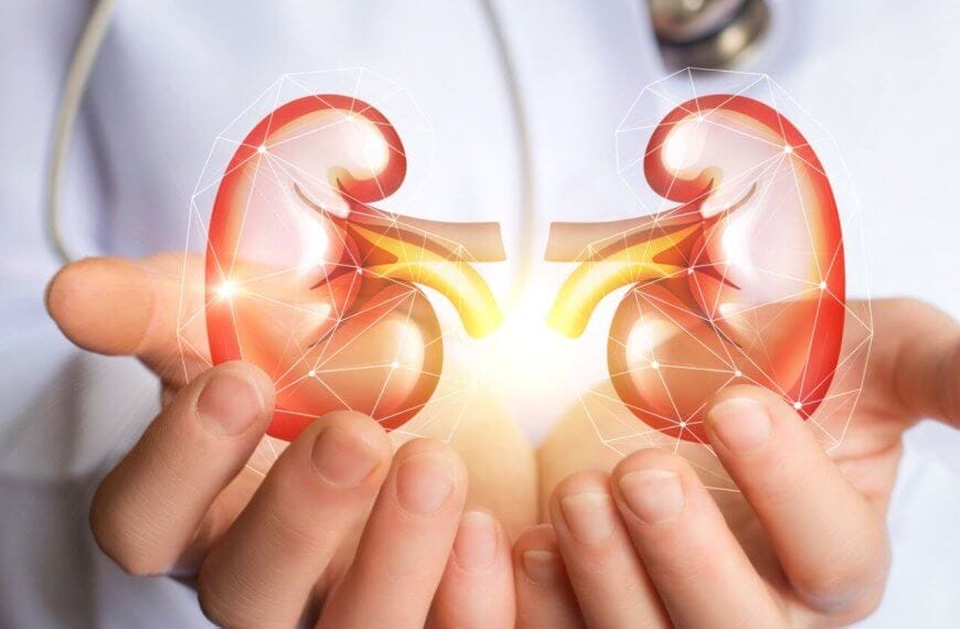 Image showing a person in a white coat holding a digital illustration of human kidneys with ureters. The kidneys, depicted in red and yellow, glow with light, symbolizing medical care or health. A stethoscope is partially visible around the person's neck, highlighting the role of The Best Nephrologist in clinics across Metro Manila.