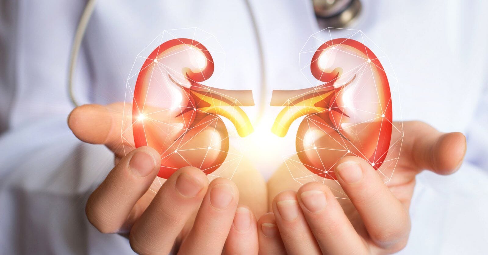 Image showing a person in a white coat holding a digital illustration of human kidneys with ureters. The kidneys, depicted in red and yellow, glow with light, symbolizing medical care or health. A stethoscope is partially visible around the person's neck, highlighting the role of The Best Nephrologist in clinics across Metro Manila.
