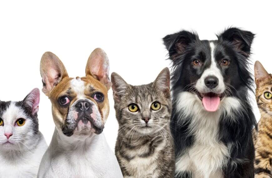 A group of five pets are shown against a white background. From left to right, there is a black and white cat, a French Bulldog with a light brown face and large ears, a grey tabby cat, a black and white Border Collie with its tongue out, and a Bengal cat with a spotted coat—the perfect lineup for any Pet Lover.