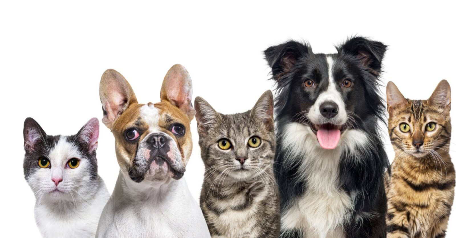 A group of five pets are shown against a white background. From left to right, there is a black and white cat, a French Bulldog with a light brown face and large ears, a grey tabby cat, a black and white Border Collie with its tongue out, and a Bengal cat with a spotted coat—the perfect lineup for any Pet Lover.