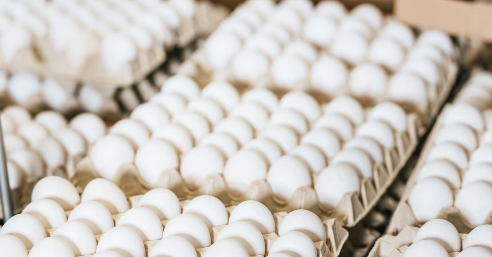 Multiple open cartons of white eggs are closely packed together, neatly organized in rows to create a repetitive pattern. The background is slightly blurred, focusing attention on the smooth, clean eggs arranged in stacks. Ideal for any wholesale egg supplier in Metro Manila.