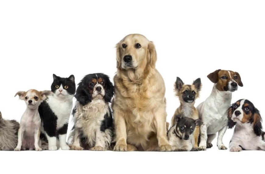 A group of nine pets sits against a white background. The group includes three cats and six dogs of varying breeds and sizes. The central dog is a large golden retriever. Other dogs include spotted, small breeds, and medium-sized dogs. The cats are a mix of fluffy and short-haired, reminiscent of those found in Metro Manila pet stores.