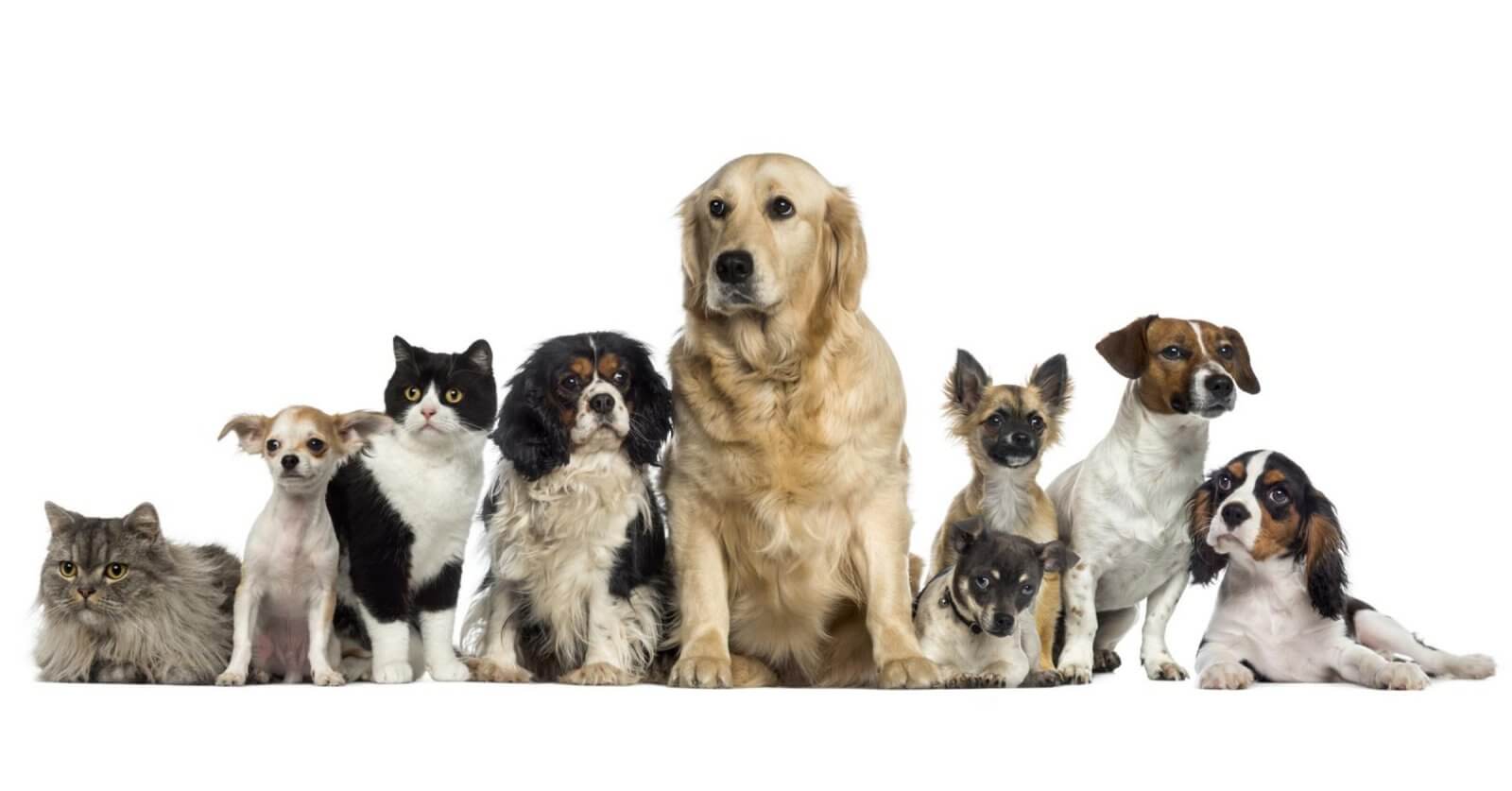 A group of nine pets sits against a white background. The group includes three cats and six dogs of varying breeds and sizes. The central dog is a large golden retriever. Other dogs include spotted, small breeds, and medium-sized dogs. The cats are a mix of fluffy and short-haired, reminiscent of those found in Metro Manila pet stores.