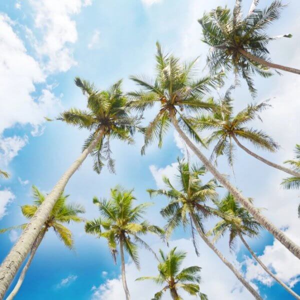 A view from below of tall palm trees reaching toward a bright blue sky with scattered white clouds in Calabarzon. The palm fronds are lush and green, swaying gently. The scene conveys a sense of tranquility and tropical beauty, with sunlight filtering through the leaves and casting soft shadows on the trees.