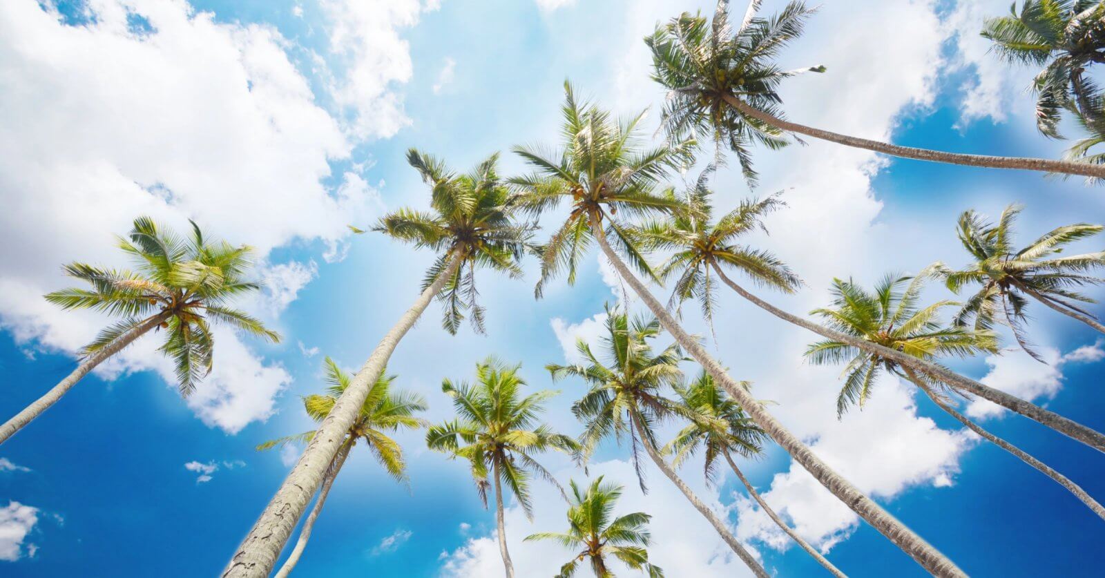 A view from below of tall palm trees reaching toward a bright blue sky with scattered white clouds in Calabarzon. The palm fronds are lush and green, swaying gently. The scene conveys a sense of tranquility and tropical beauty, with sunlight filtering through the leaves and casting soft shadows on the trees.