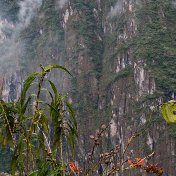 A lush, green mountain landscape in the Cordillera Administrative Region is partially covered with mist. Tall, rocky cliffs rise in the background, layered with dense vegetation. In the foreground, brightly colored orange flowers and green leaves provide a vivid contrast to the natural scenery.