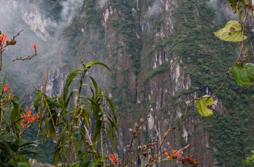 A lush, green mountain landscape in the Cordillera Administrative Region is partially covered with mist. Tall, rocky cliffs rise in the background, layered with dense vegetation. In the foreground, brightly colored orange flowers and green leaves provide a vivid contrast to the natural scenery.