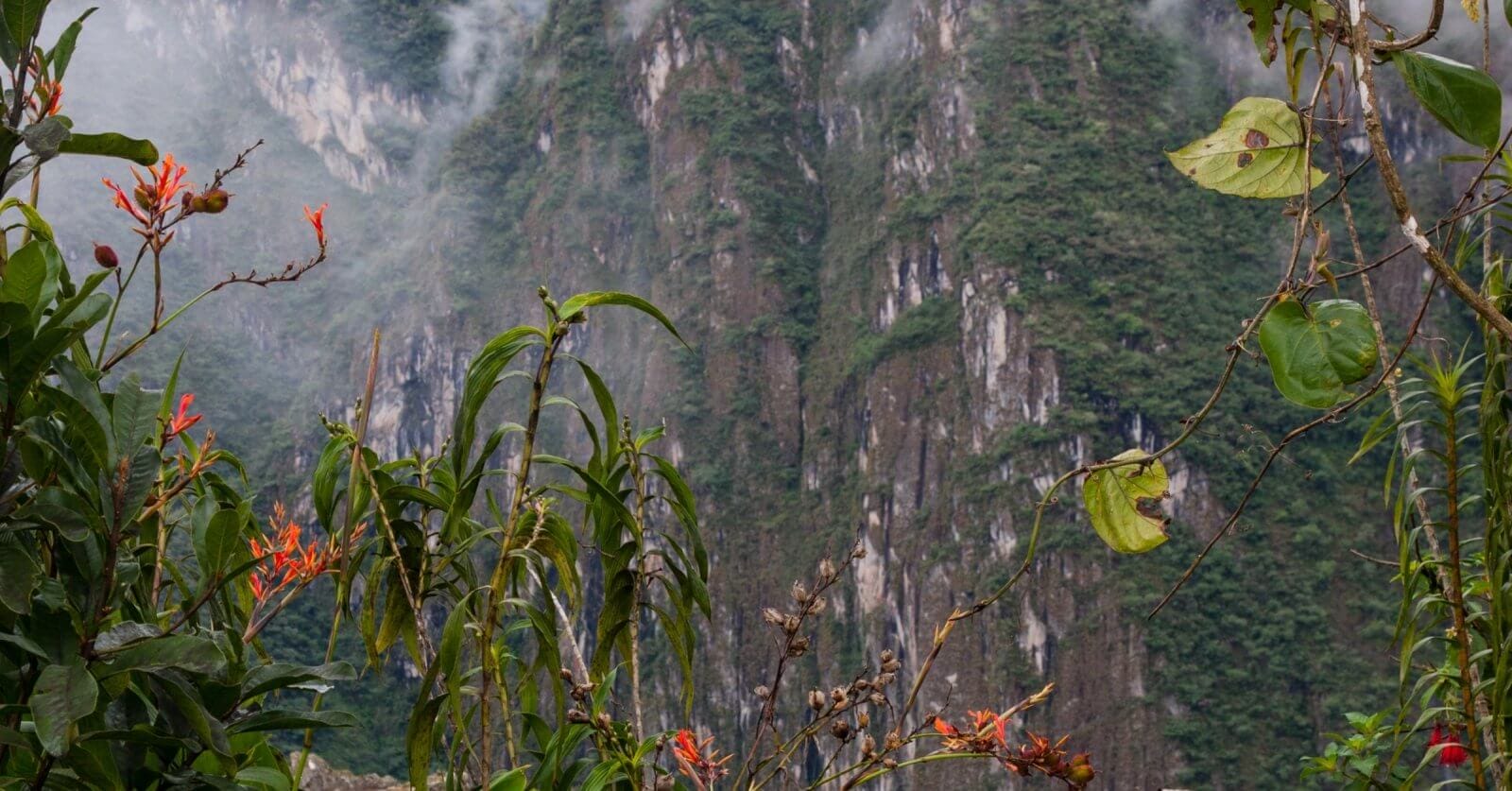 A lush, green mountain landscape in the Cordillera Administrative Region is partially covered with mist. Tall, rocky cliffs rise in the background, layered with dense vegetation. In the foreground, brightly colored orange flowers and green leaves provide a vivid contrast to the natural scenery.